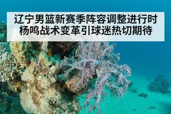 辽宁男篮新赛季阵容调整进行时杨鸣战术变革引球迷热切期待